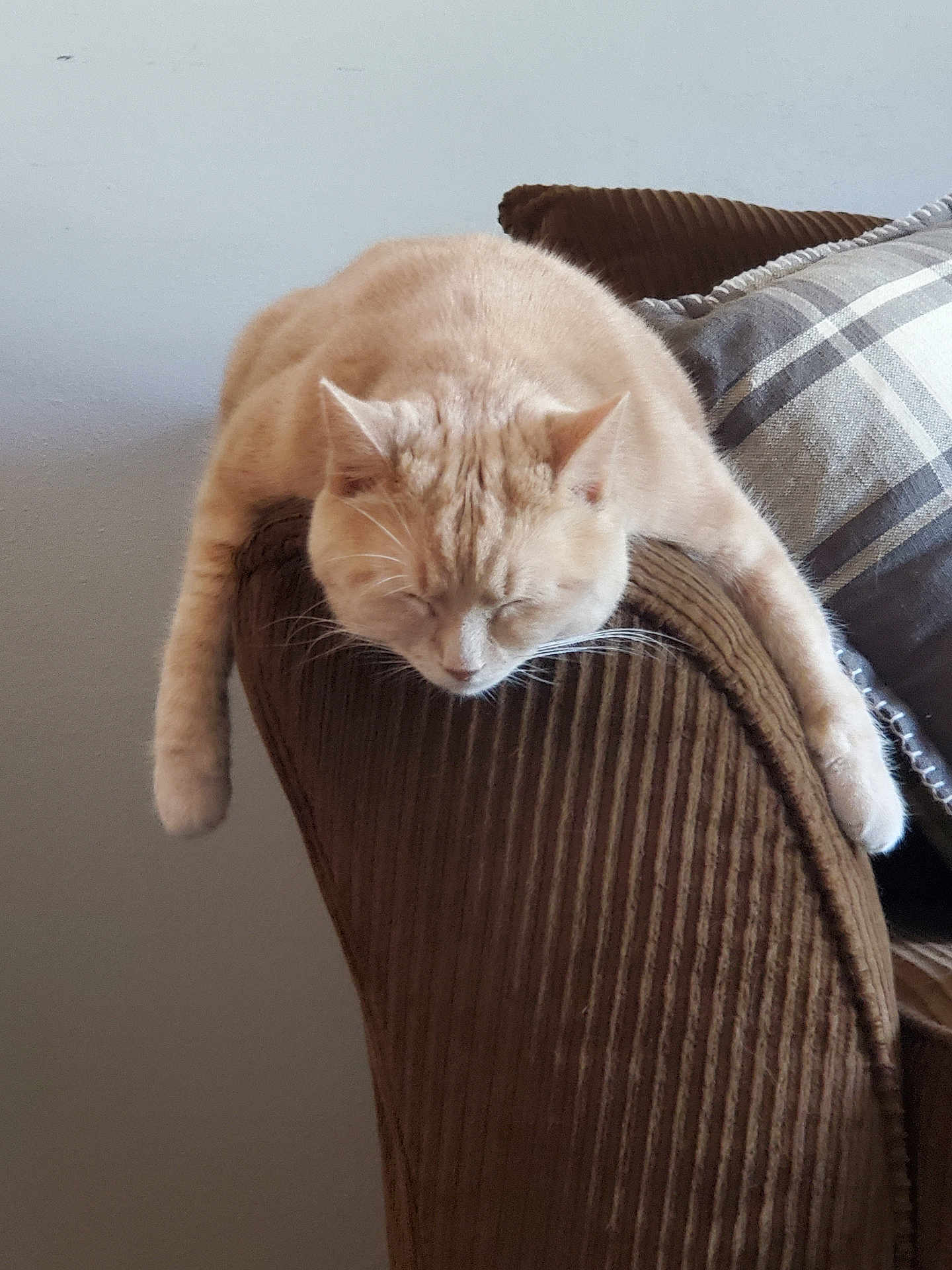 Luna is registered to the contest to win money with this photo: cat, sleeping, furniture, chair, corduroy, beige, pet, animal, cozy, indoor, relaxed, napping, paws, whiskers, domestic, cute, resting, soft, calm, home