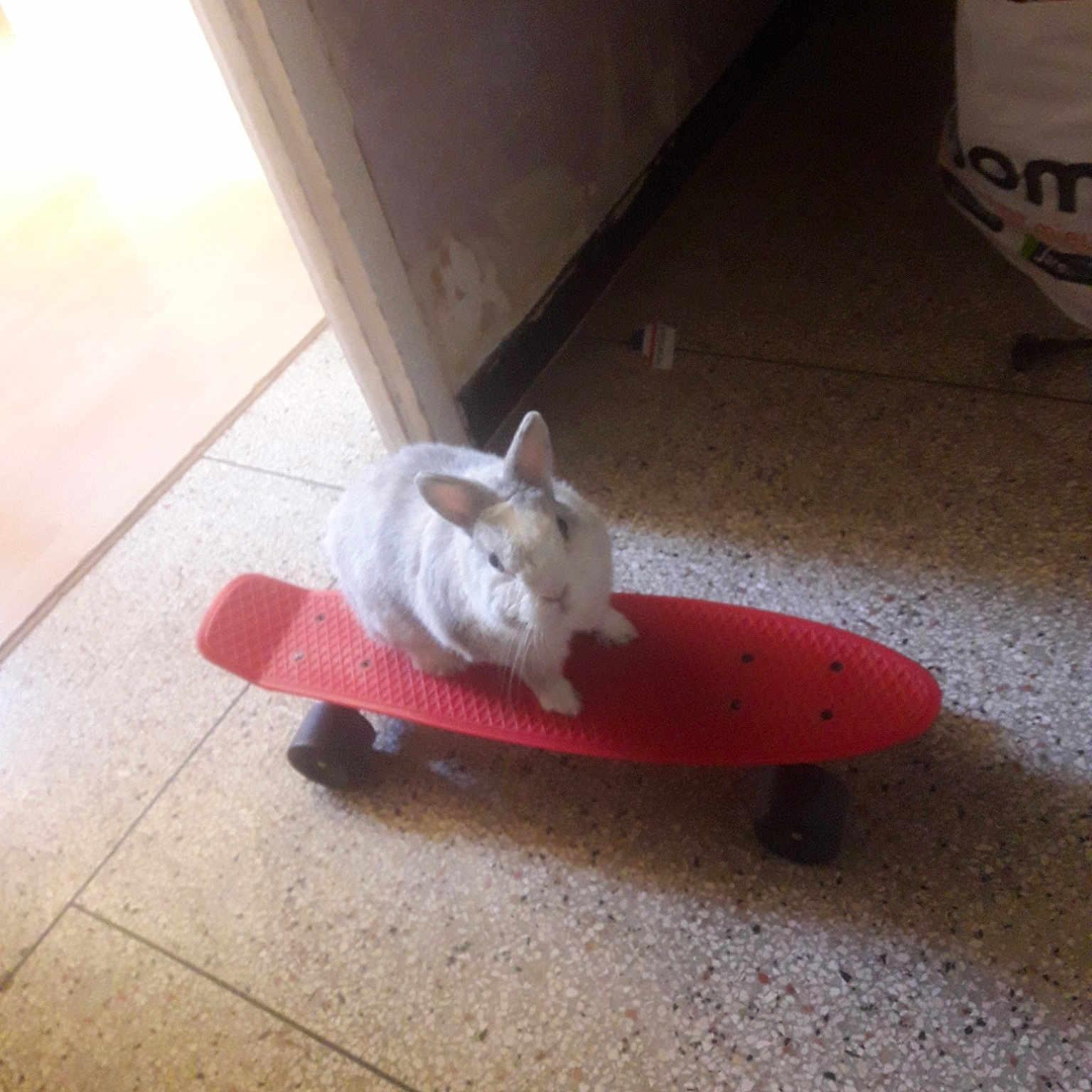 Panpan
