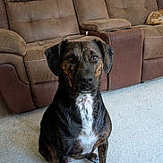 Ivy joined the competition — help win amazing prizes! animal, attentive, brindle_coat, brown_sofa, calm, carpet, cat, companion, cozy, dog, domestic, furniture, household, indoor, living_room, pet, recliner, relaxing, sitting, sleeping_cat