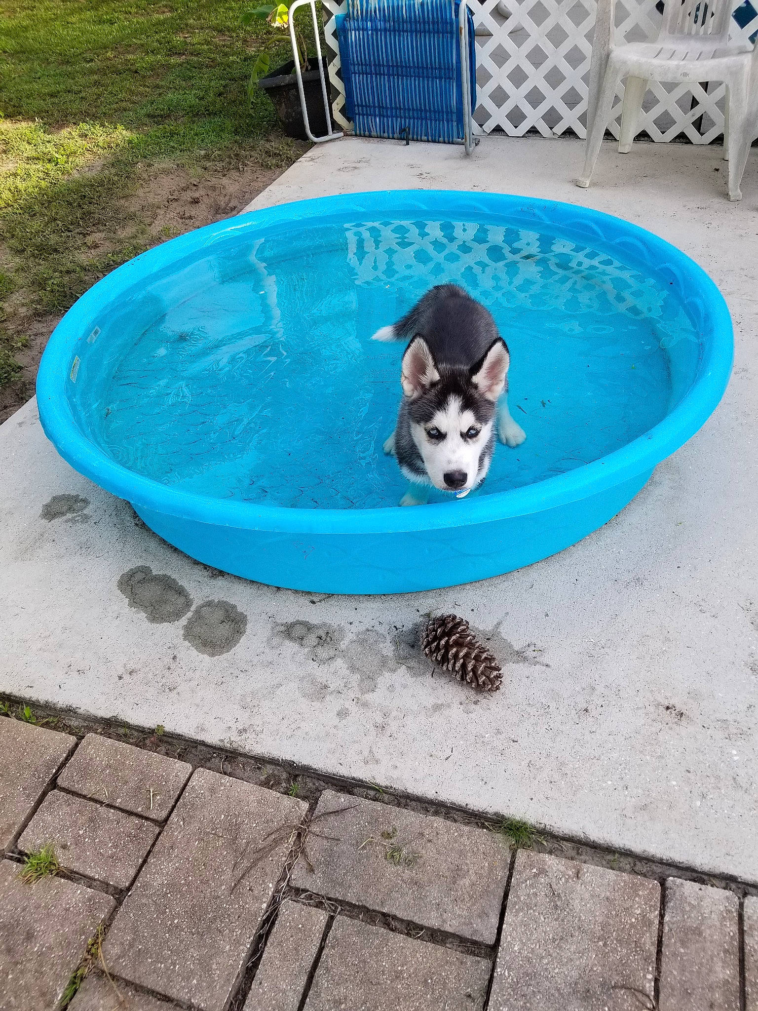 Bear is registered to the contest to win money with this photo: backyard, canidae, carnivore, dog, leisure, non_sporting_group, play, puppy, siberian_husky, sporting_group, table