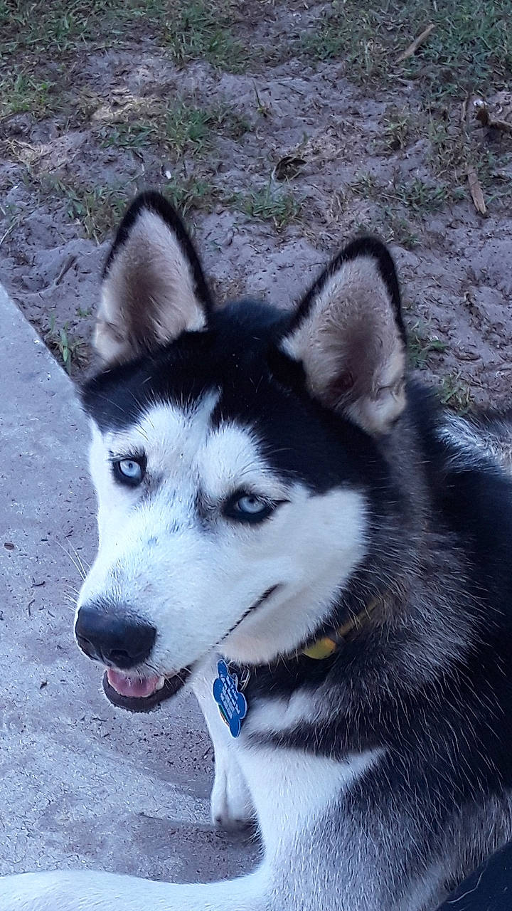 Bear is registered to the contest to win money with this photo: alaskan_klee_kai, alaskan_malamute, canadian_eskimo_dog, canidae, carnivore, dog, dog_breed, east_siberian_laika, greenland_dog, mammal, miniature_siberian_husky, native_american_indian_dog, northern_inuit_dog, saarloos_wolfdog, sakhalin_husky, seppala_siberian_sleddog, siberian_husky, sled_dog, vertebrate, wolfdog