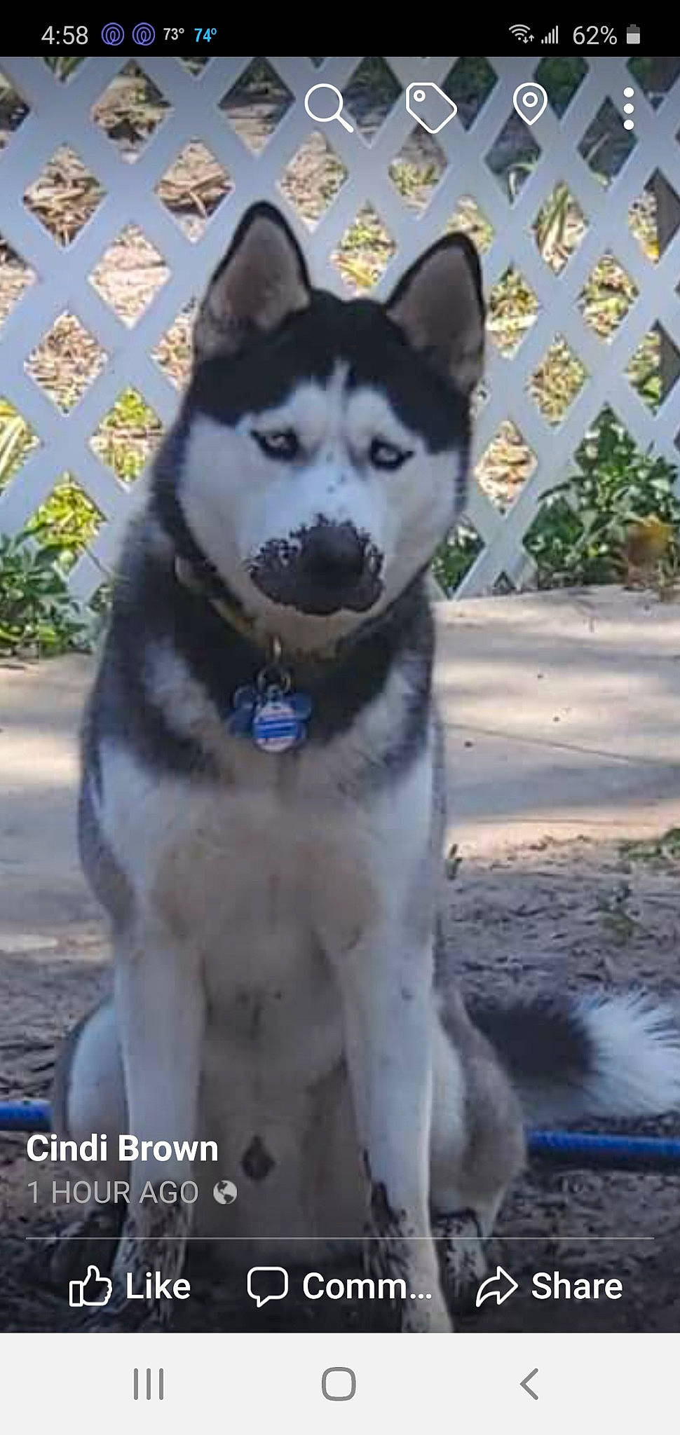 Bear is registered to the contest to win money with this photo: alaskan_klee_kai, alaskan_malamute, canadian_eskimo_dog, canidae, carnivore, dog, dog_breed, east_siberian_laika, greenland_dog, jamthund, mammal, native_american_indian_dog, northern_inuit_dog, rare_breed_dog, sakhalin_husky, seppala_siberian_sleddog, siberian_husky, sled_dog, tamaskan_dog, vertebrate