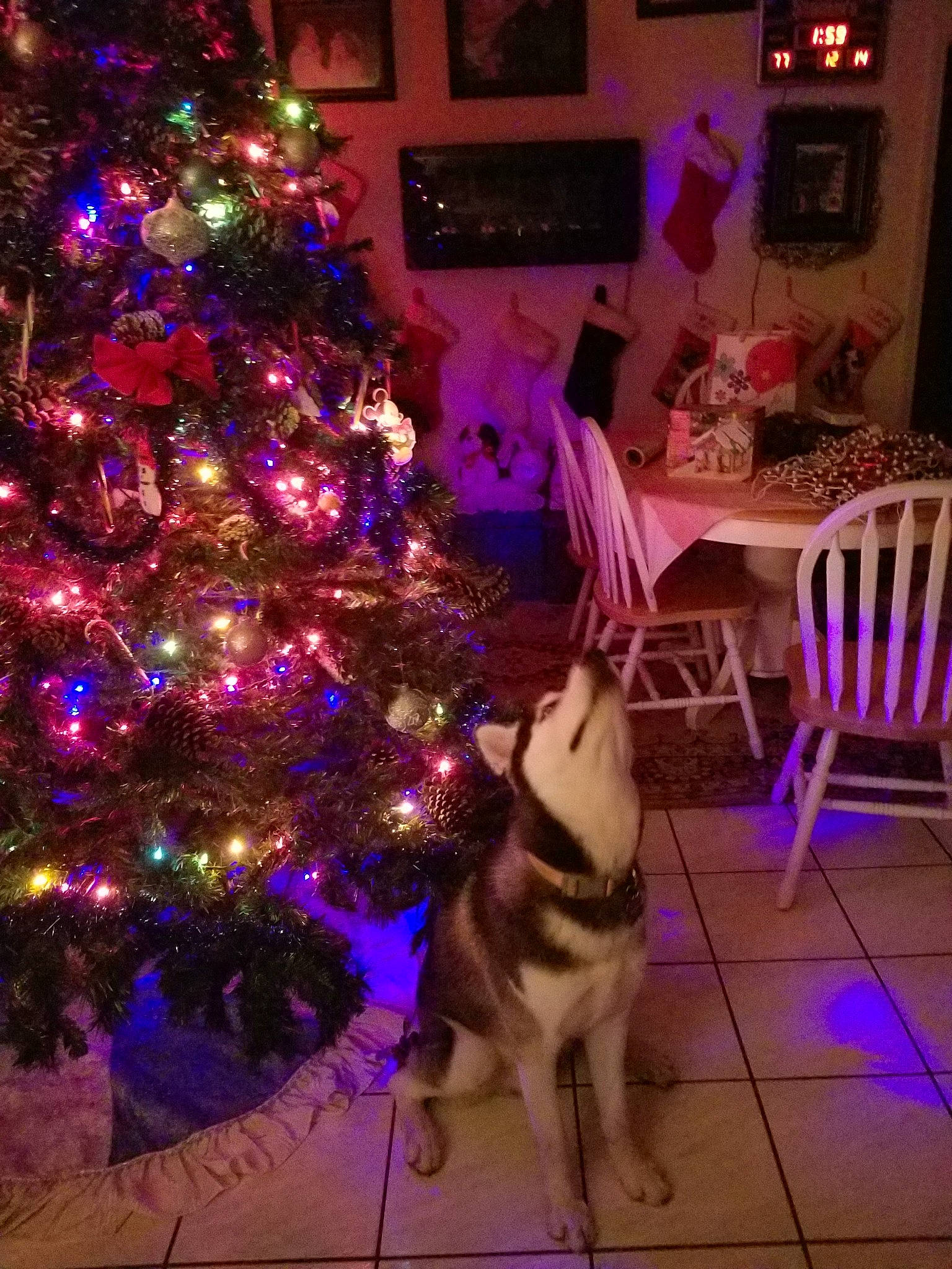 Bear is registered to the contest to win money with this photo: alaskan_malamute, canidae, carnivore, christmas, christmas_decoration, christmas_eve, christmas_lights, christmas_ornament, christmas_tree, dog, dog_breed, event, fawn, holiday, interior_design, plant, purple, siberian_husky, tree, woody_plant