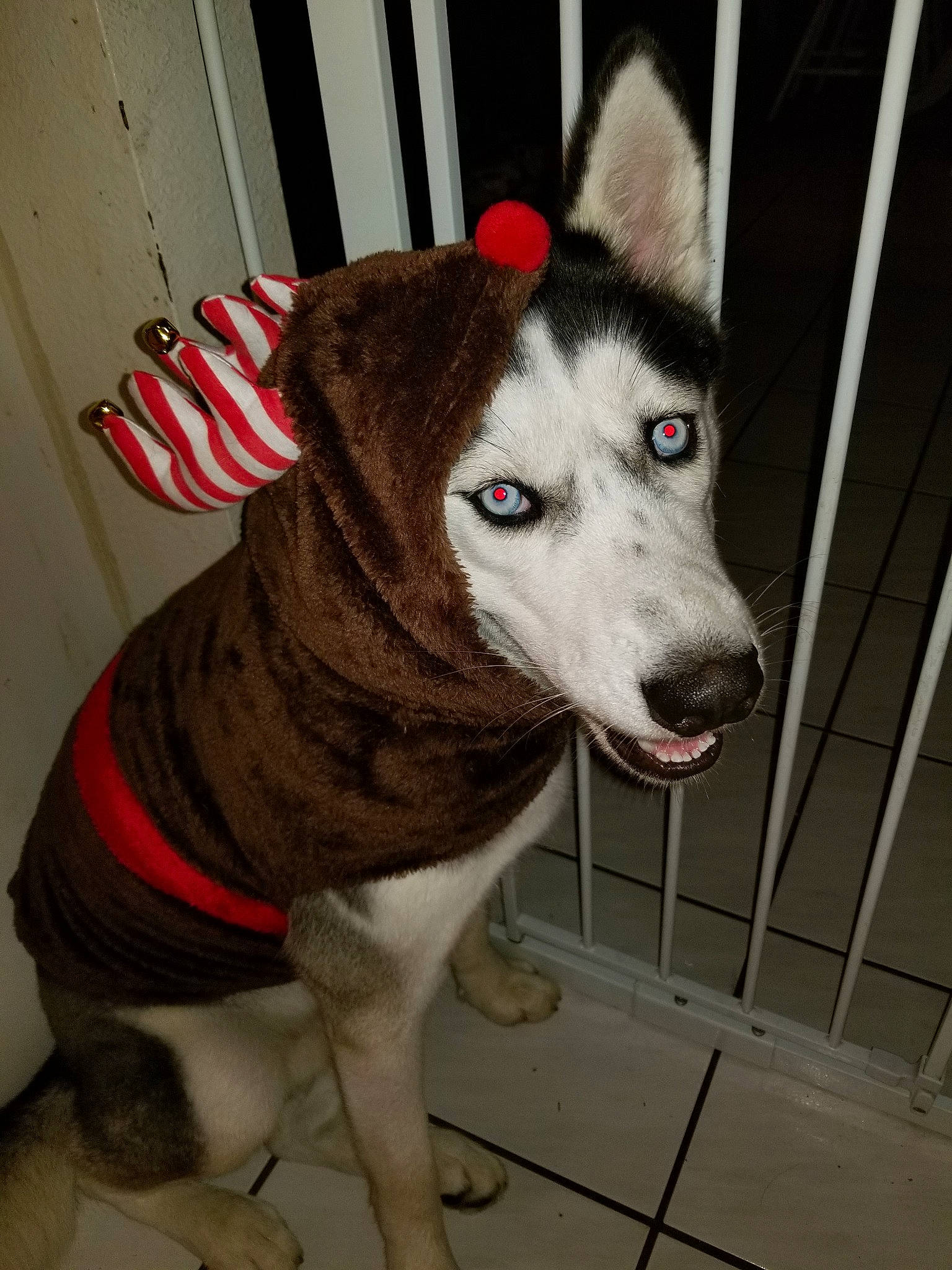 Bear joined the competition — help win amazing prizes! alaskan_malamute, ancient_dog_breeds, animal_shelter, canidae, carnivore, dog, dog_breed, fur, labrador_husky, mammal, rare_breed_dog, sakhalin_husky, seppala_siberian_sleddog, siberian_husky, sled_dog, snout, sporting_group, tamaskan_dog, vertebrate, wolfdog