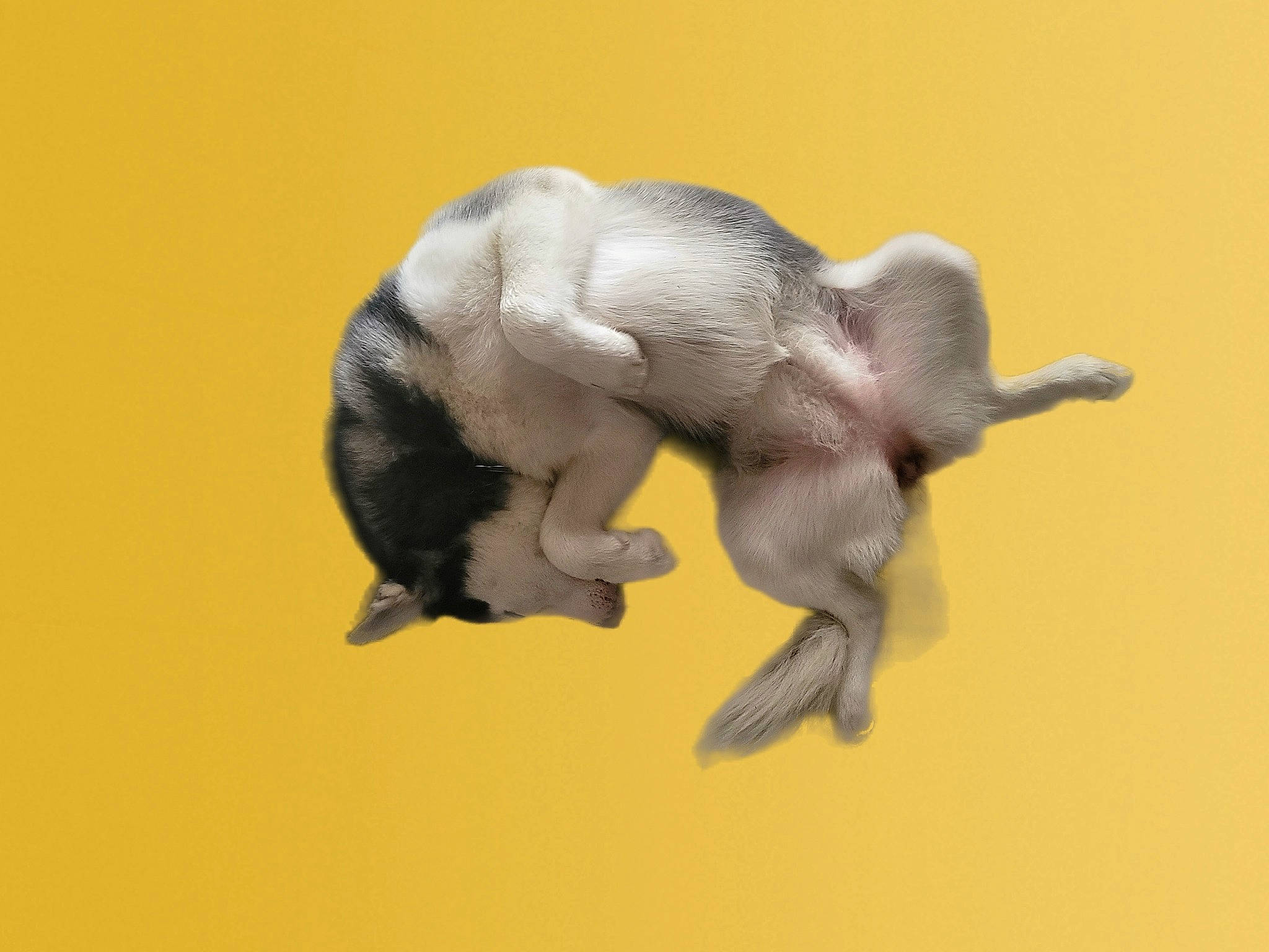 Sasha is registered to the contest to win money with this photo: beak, canidae, carnivore, claw, companion_dog, dog_breed, ear, fawn, flower, flowering_plant, gesture, paw, petal, plant, snout, sporting_group, tail, terrestrial_animal, wildlife, working_animal