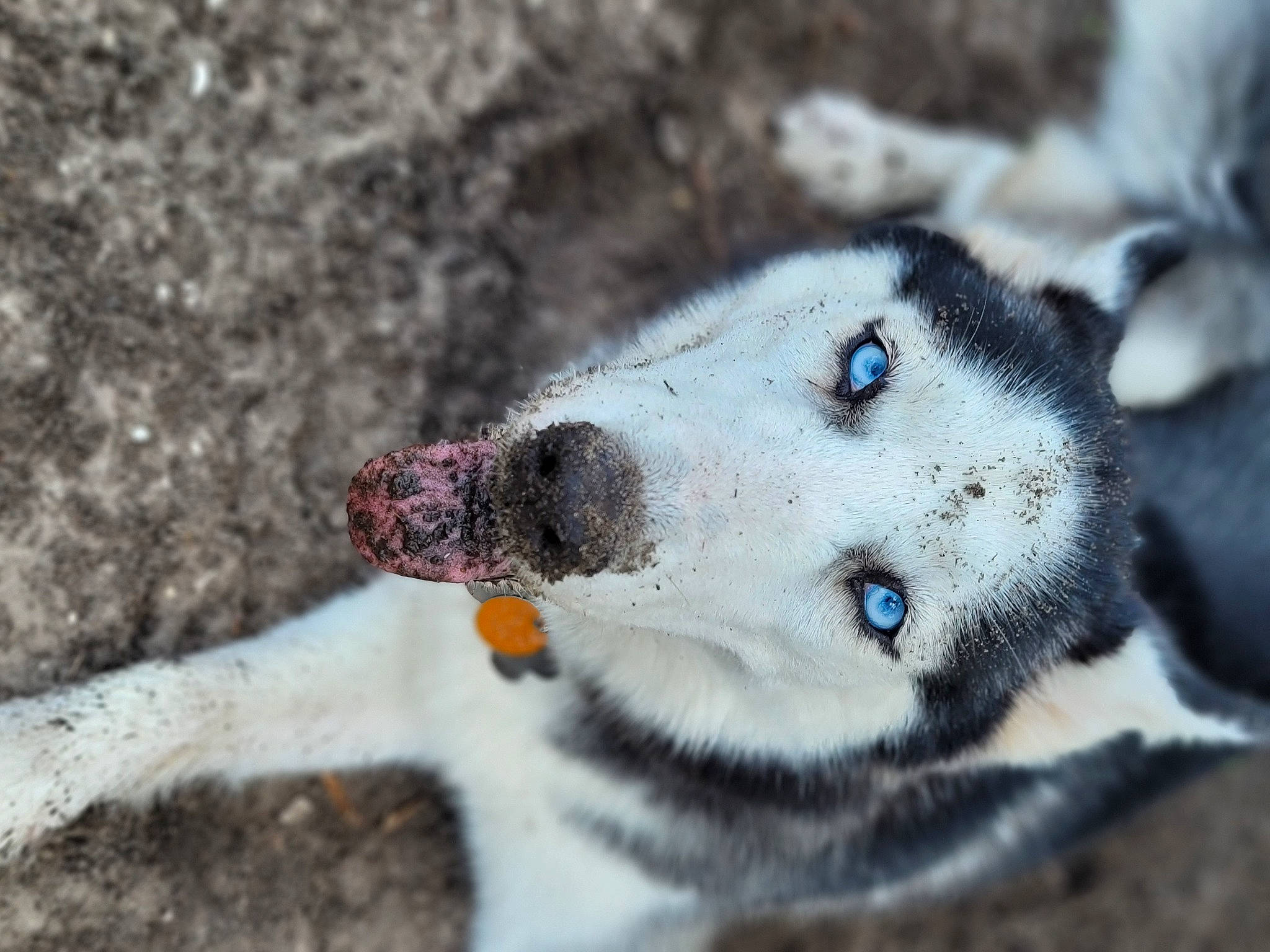 Sasha is registered to the contest to win money with this photo: _geese_and_swans, canidae, carnivore, dog, dog_breed, ducks, fawn, felidae, fur, marsupial, siberian_husky, sled_dog, small_to_medium_sized_cats, snout, soil, sporting_group, street_dog, terrestrial_animal, whiskers, wildlife