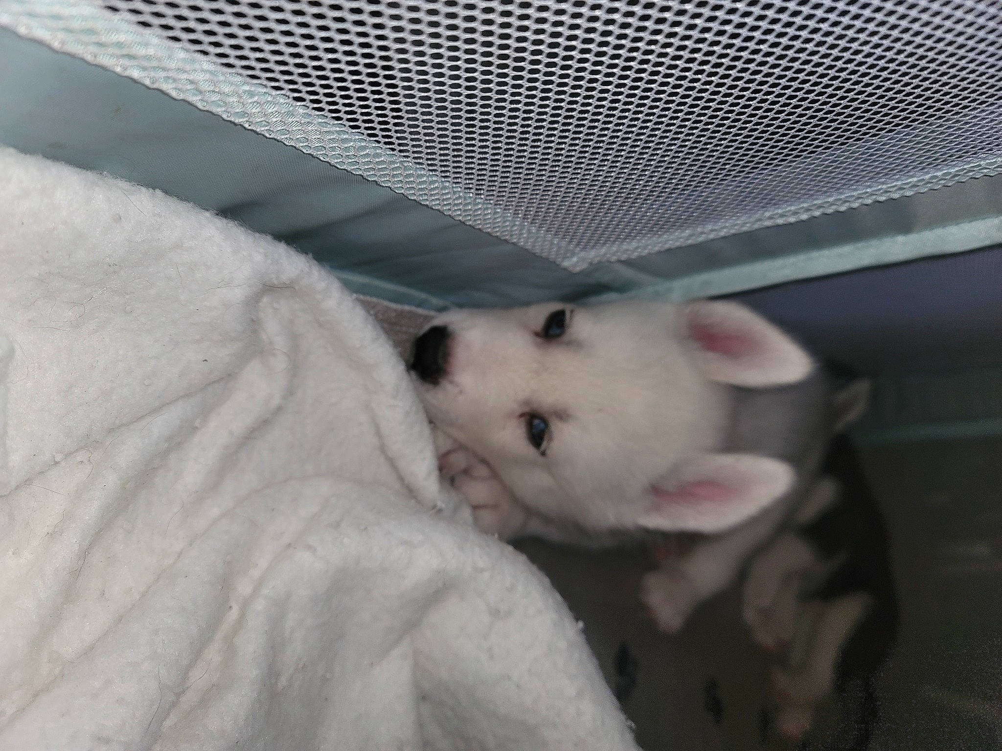 Spirit is registered to the contest to win money with this photo: canidae, carnivore, comfort, companion_dog, dog, dog_breed, fawn, felidae, flooring, fur, mesh, paw, samoyed, small_to_medium_sized_cats, snout, spitz, sporting_group, tail, toy_dog, whiskers