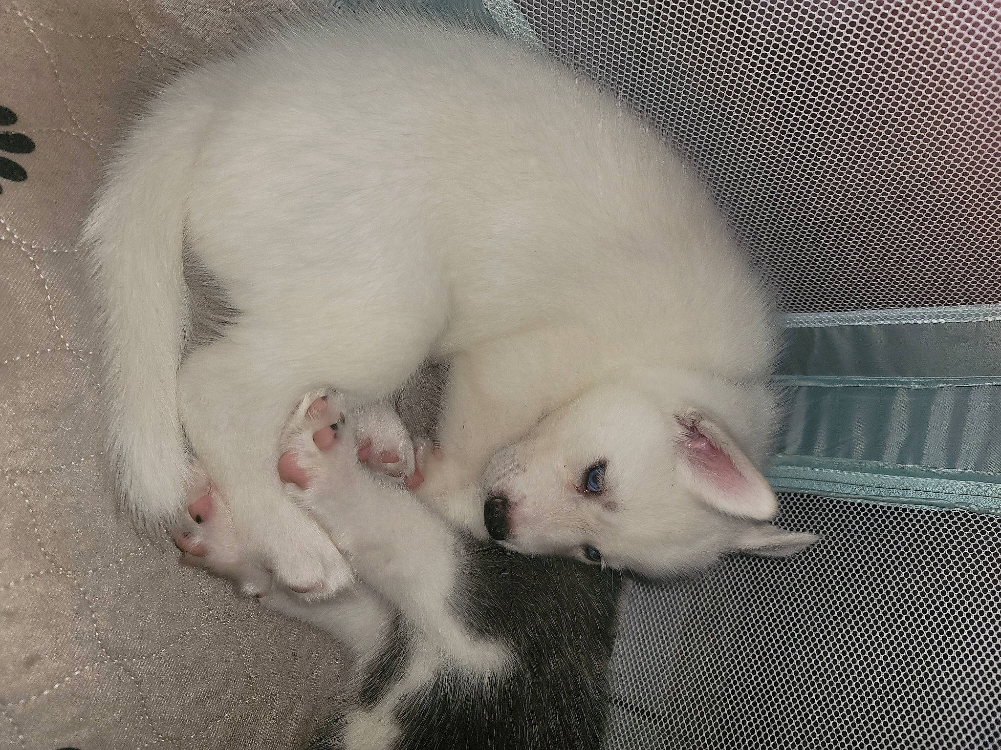 Spirit is registered to the contest to win money with this photo: animal_shelter, carnivore, cat, claw, comfort, dog_breed, domestic_short_haired_cat, fawn, felidae, foot, fur, mesh, paw, small_to_medium_sized_cats, snout, suidae, tail, terrestrial_animal, toe, whiskers