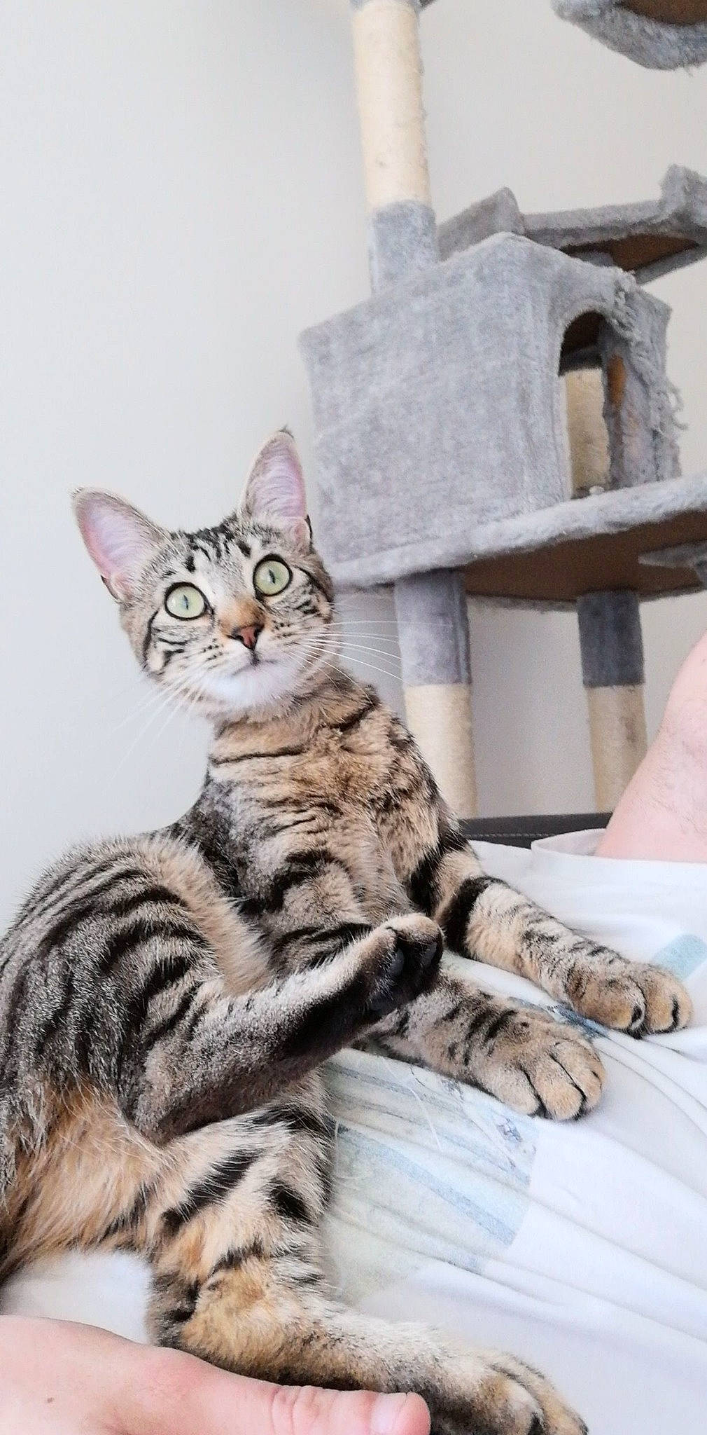 Mignonne a rejoint le concours — aidez-le/la à gagner de superbes lots ! american_shorthair, asian, bengal, california_spangled, carnivore, cat, domestic_short_haired_cat, dragon_li, egyptian_mau, european_shorthair, felidae, kitten, mammal, ocicat, savannah, small_to_medium_sized_cats, sokoke, tabby_cat, vertebrate, whiskers