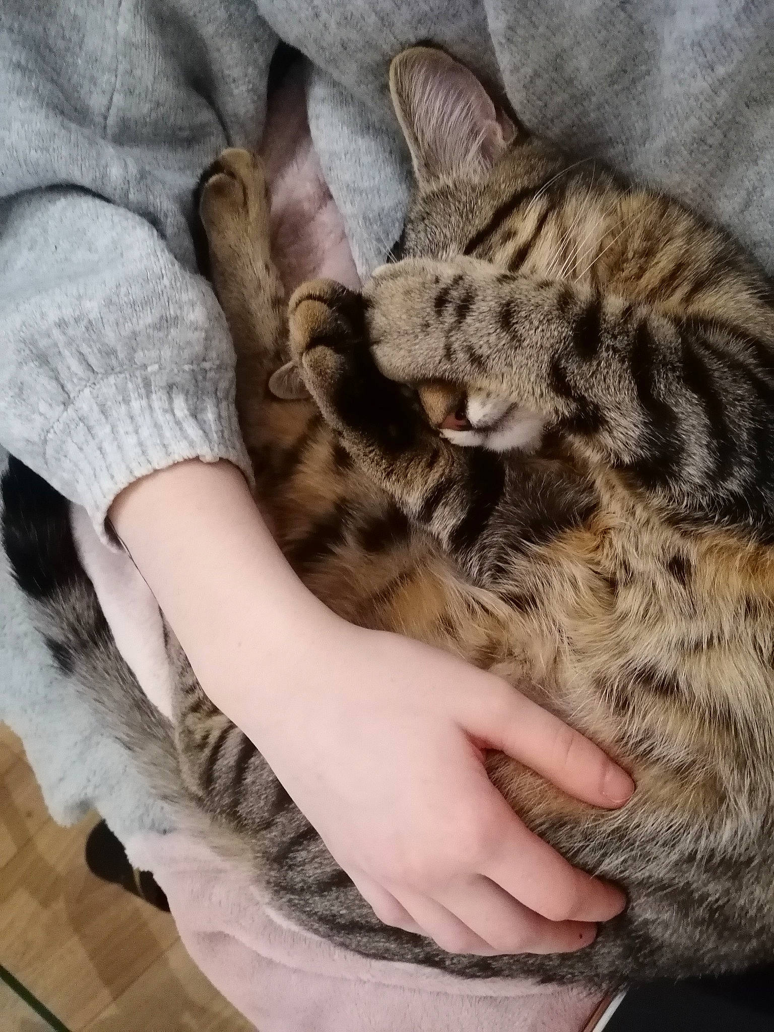 Mignonne a rejoint le concours — aidez-le/la à gagner de superbes lots ! american_shorthair, asian, california_spangled, carnivore, cat, domestic_short_haired_cat, dragon_li, egyptian_mau, european_shorthair, felidae, fur, kitten, mammal, ocicat, pixie_bob, savannah, small_to_medium_sized_cats, snout, tabby_cat, whiskers