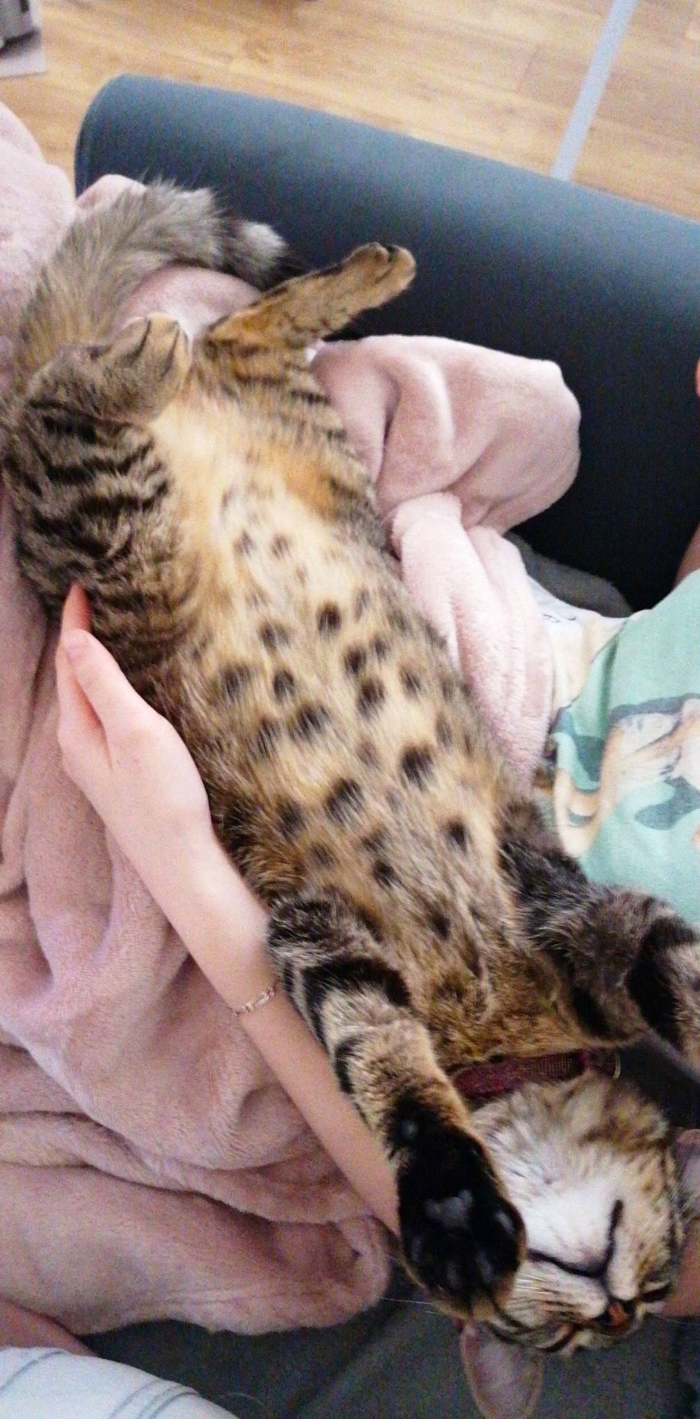 Mignonne participe au concours pour gagner de l'argent avec cette photo : bengal, carnivore, cat, dragon_li, egyptian_mau, felidae, fur, kitten, mammal, ocicat, pixie_bob, savannah, small_to_medium_sized_cats, vertebrate, whiskers