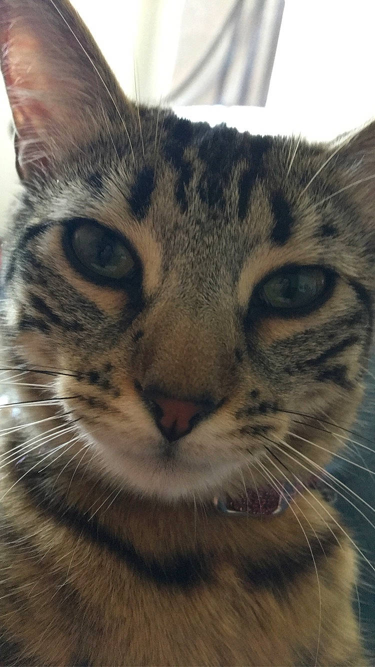 Mignonne a rejoint le concours — aidez-le/la à gagner de superbes lots ! american_shorthair, asian, bengal, california_spangled, carnivore, cat, close_up, domestic_short_haired_cat, dragon_li, egyptian_mau, european_shorthair, eye, felidae, mammal, nose, small_to_medium_sized_cats, snout, tabby_cat, vertebrate, whiskers