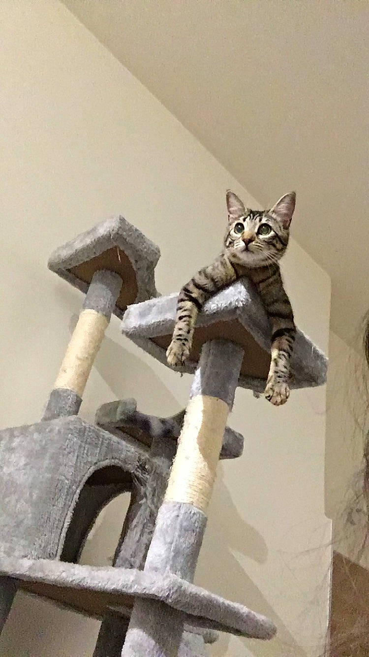 Mignonne participe au concours pour gagner de l'argent avec cette photo : asian, carnivore, cat, domestic_short_haired_cat, european_shorthair, felidae, kitten, small_to_medium_sized_cats, tabby_cat, whiskers