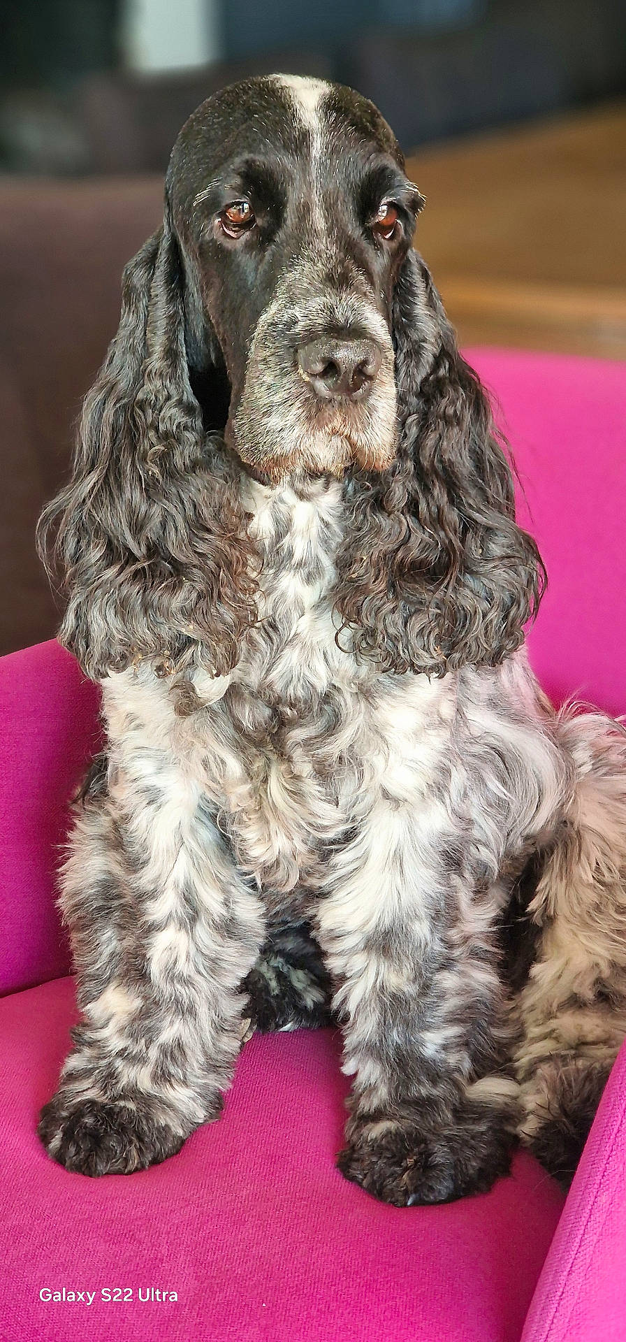 animal, black_and_white, brown_eyes, closeup, cocker_spaniel, companion_animal, curly_fur, dog, fluffy, furniture, indoors, long_ears, paws, pet, photography, pink_chair, portrait, sitting, spaniel, white_markings