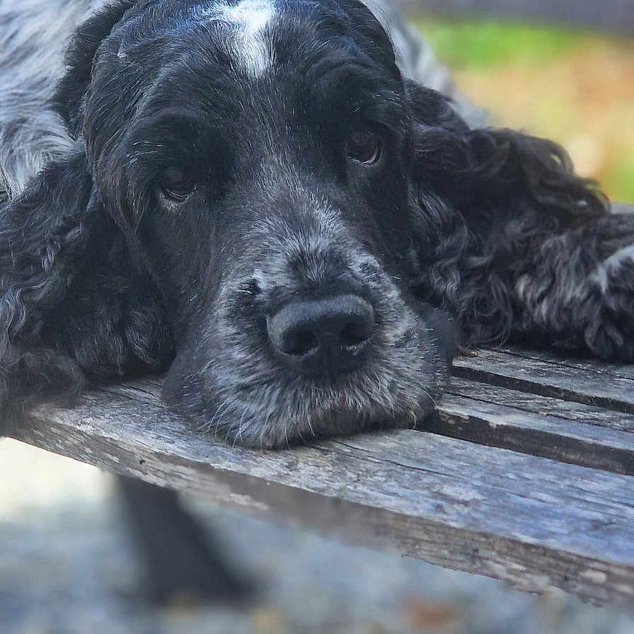 Riva