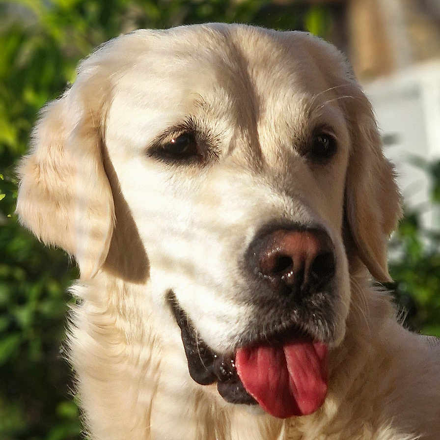 Simone