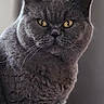 cat, gray_cat, fluffy, furry, pet, animal, portrait, closeup, sitting, staring, yellow_eyes, whiskers, ears, round_face, indoor, window, soft_lighting, candle, dramatic, adorable