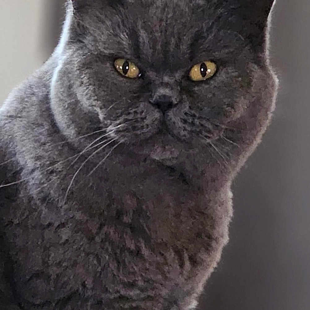Olia