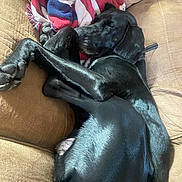 Zeus joined the competition — help win amazing prizes! animal, black_dog, blanket, canine, collar, comfortable, couch, cozy, dog, domestic_animal, fur, furniture, home, indoor, nap, paw, pet, relaxing, resting, sleeping