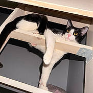 Machete joined the competition — help win amazing prizes! cat, black_and_white, animal, pet, indoor, wooden_frame, curious, yellow_eyes, pink_nose, relaxed, feline, whiskers, claws, playful, looking, stretching, cute, young_cat, closeup, house