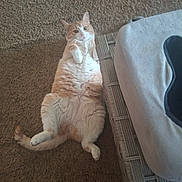 Sunny joined the competition — help win amazing prizes! cat, orange_cat, domestic_cat, chonky_cat, pet, belly, paws, tail, fur, indoor, carpet, wicker_furniture, pet_bed, relaxed, lying_on_back, looking_up, cute, curious, home, floor