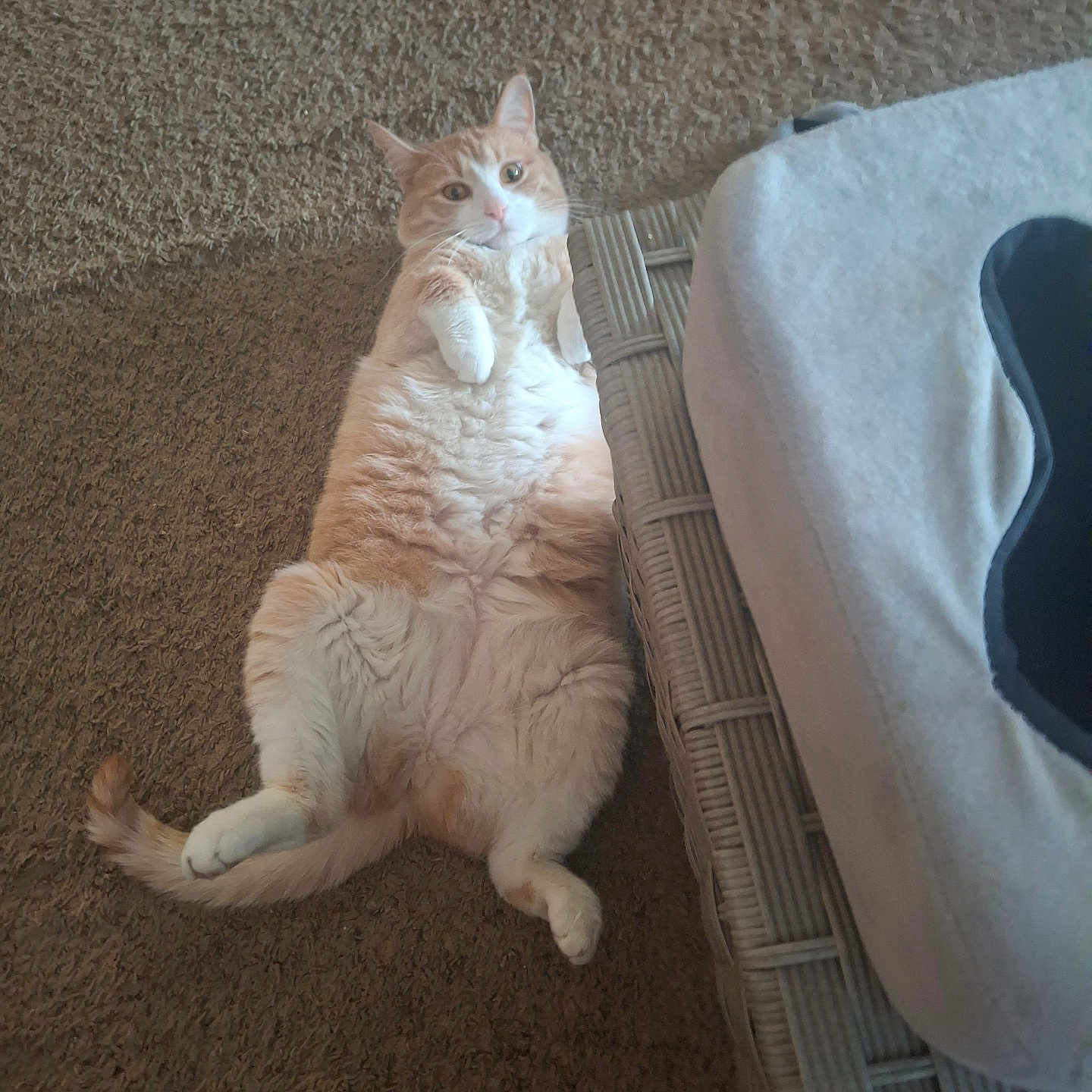 Sunny joined the competition — help win amazing prizes! belly, carpet, cat, chonky_cat, curious, cute, domestic_cat, floor, fur, home, indoor, looking_up, lying_on_back, orange_cat, paws, pet, pet_bed, relaxed, tail, wicker_furniture