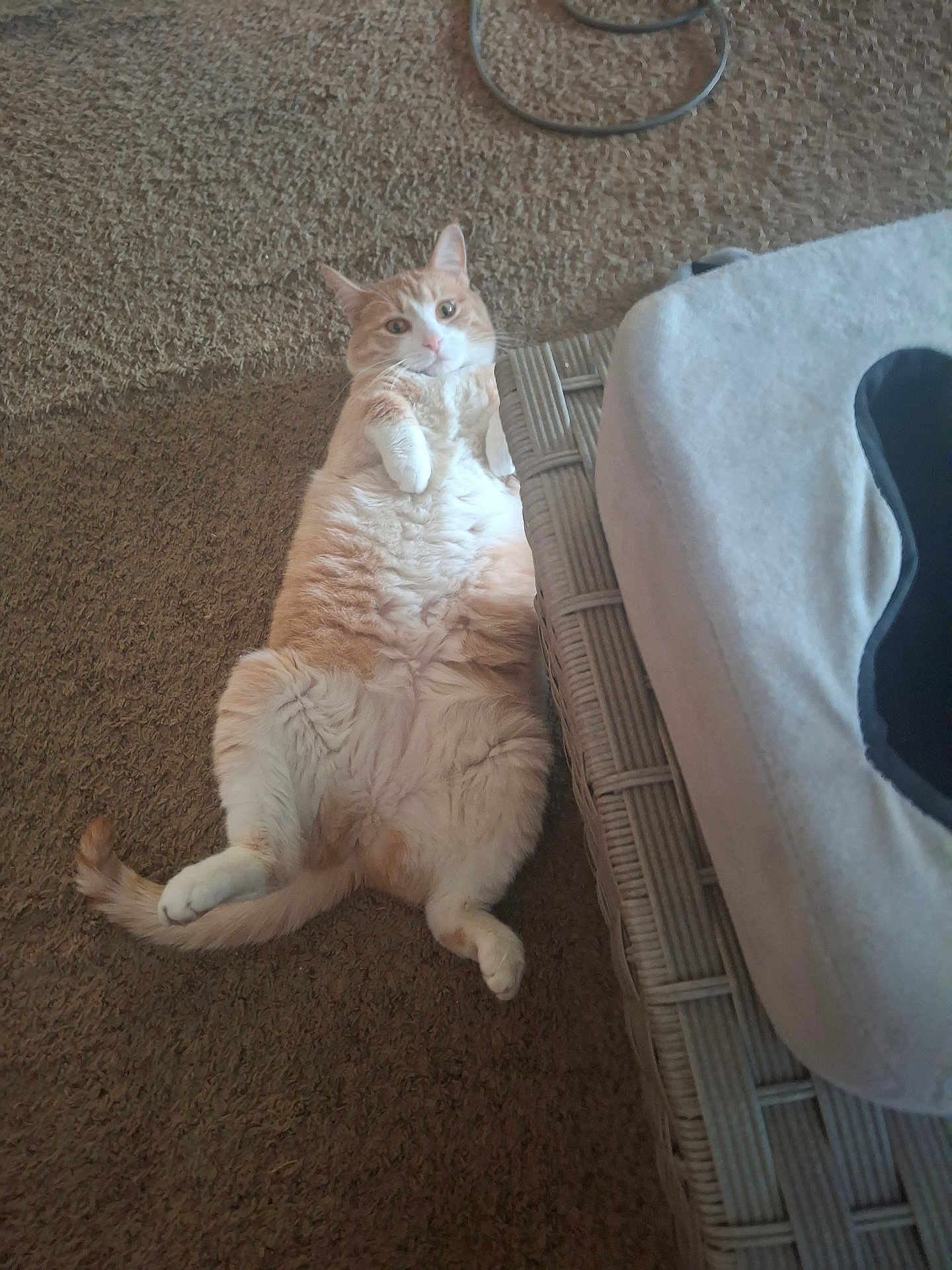 Sunny joined the competition — help win amazing prizes! cat, orange_cat, domestic_cat, chonky_cat, pet, belly, paws, tail, fur, indoor, carpet, wicker_furniture, pet_bed, relaxed, lying_on_back, looking_up, cute, curious, home, floor