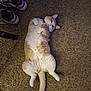 Sunny is registered to the contest to win money with this photo: cat, feline, pet, indoor, carpet, belly_up, paws, tail, loaf, cute, orange_tabby, white_fur, reclining, looking_at_camera, shoes, footwear, home, cozy, fluffy, playful