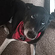 Luke is registered to the contest to win money with this photo: dog, pet, black_fur, blue_eyes, bandana, red_plaid, carpet, indoor, collar, tag, paw, lying_down, close_up, portrait, looking_up, fur, cozy, furniture_leg, floor, muzzle