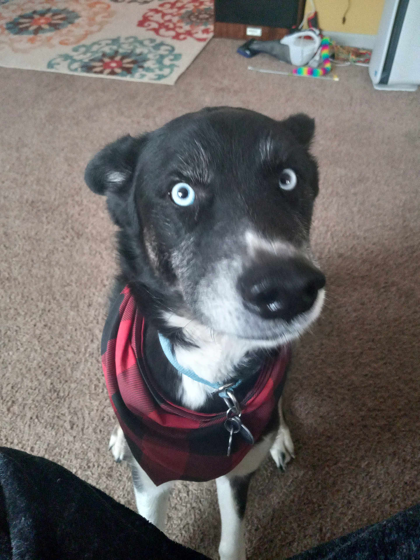 Luke joined the competition — help win amazing prizes! dog, pet, blue_eyes, bandana, indoor, carpet, nose, portrait, cute, canine, black_and_white, fur, collar, tag, accessory, sitting, looking_up, home, floor_rug, closeup
