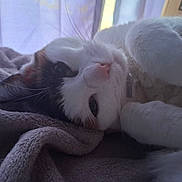 Pumpkin is registered to the contest to win money with this photo: cat, calico, feline, pet, whiskers, nose, paw, blanket, cozy, indoor, close_up, portrait, sleepy, fur, collar, ears, bedding, relaxed, bed, soft_light