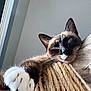 Eevee is registered to the contest to win money with this photo: cat, siamese_cat, paw, whiskers, scratching_post, rope, indoor, relaxed, sleepy, close_up, pet, feline, fur, claw, animal, cute, stretching, wood, texture, window