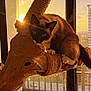 cat, siamese_cat, cat_tree, wood, rope, sunset, window, indoor, pet, feline, animal, balcony, sunlight, shadow, cozy, relaxed, paws, whiskers, ears, nature