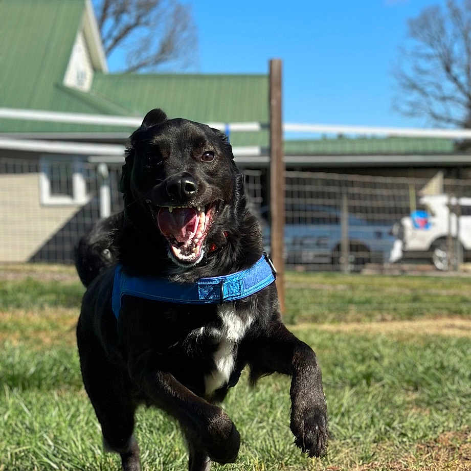 Cooper joined the competition — help win amazing prizes! animal, architecture, backyard, building, canine, car, dog, grass, lawn, nature, neighborhood, outdoors, pet, plant, puppy, shelter, transportation, tree, vehicle, yard