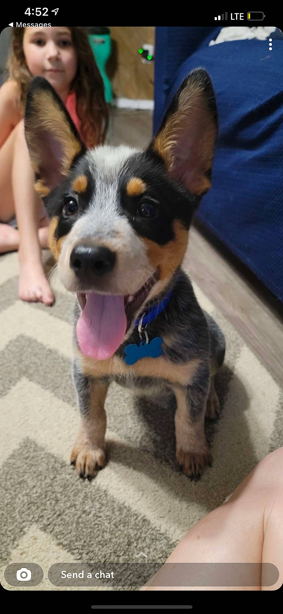 Flash is registered to the contest to win money with this photo: canidae, carnivore, collar, companion_dog, dog, dog_breed, dog_collar, dog_supply, fashion_accessory, fawn, fur, guard_dog, paw, plant, snout, sporting_group, whiskers, window, working_animal, working_dog