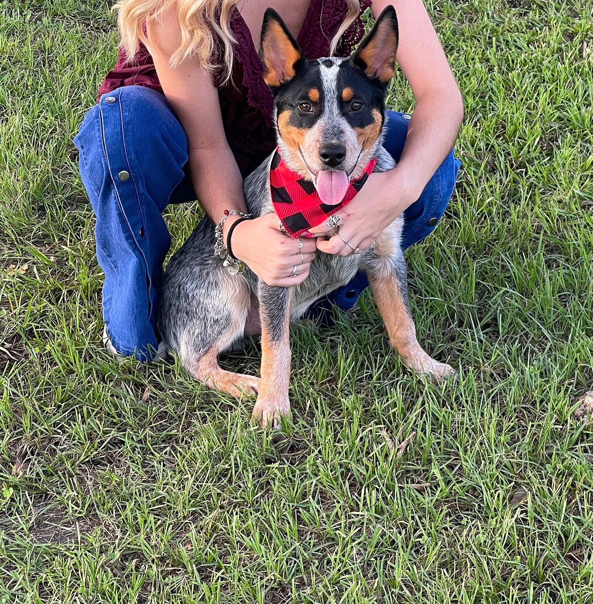 Flash is registered to the contest to win money with this photo: canidae, carnivore, companion_dog, dog, dog_breed, dog_clothes, dog_supply, fawn, fun, grass, grassland, happy, jeans, lawn, leisure, people_in_nature, plant, snout, sporting_group, toy_dog