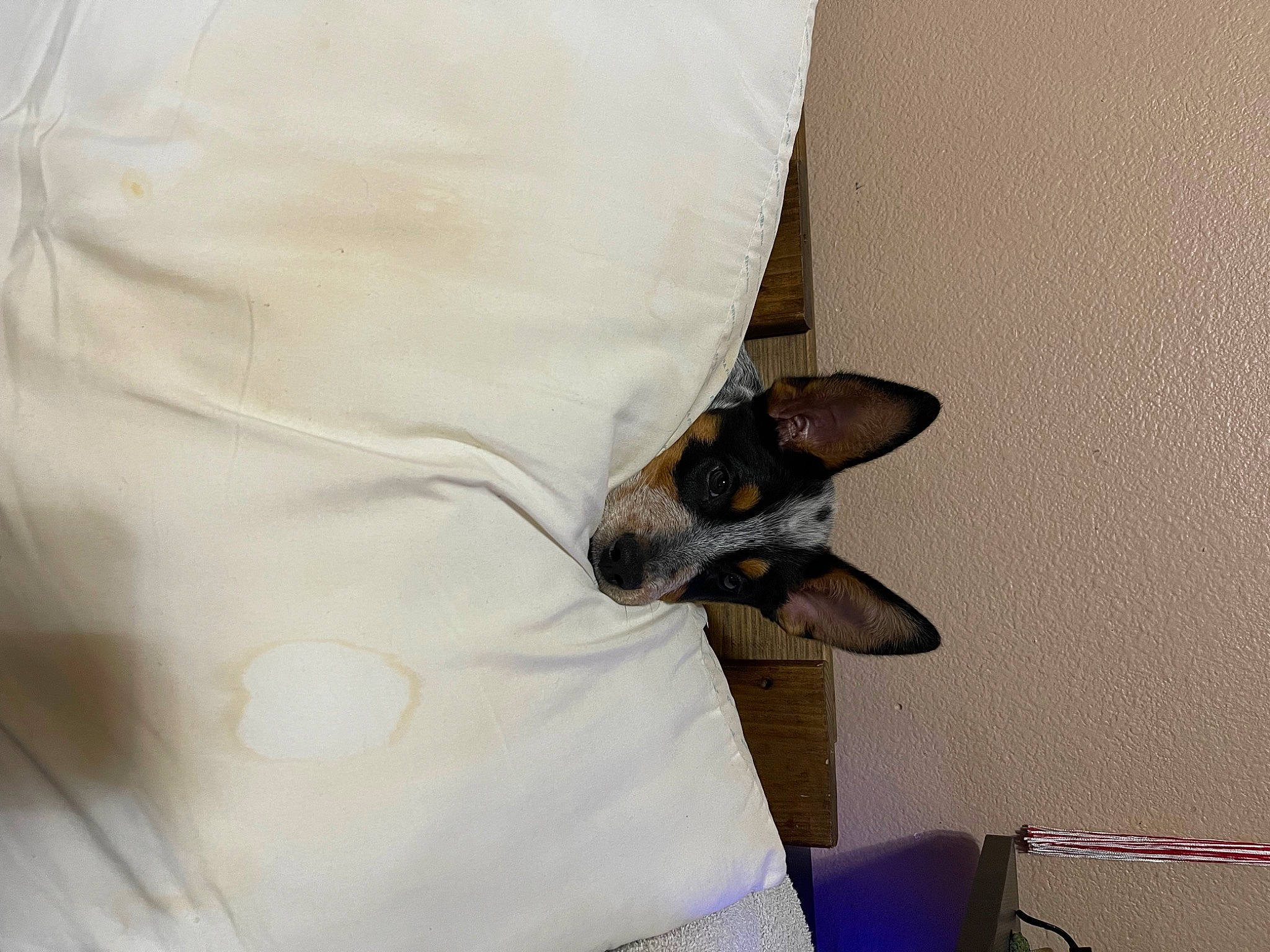 Flash joined the competition — help win amazing prizes! bat, canidae, carnivore, collar, comfort, companion_dog, dog, dog_breed, ear, fawn, felidae, linens, paw, pinscher, prazsky_krysarik, small_to_medium_sized_cats, snout, sporting_group, toy_dog, whiskers