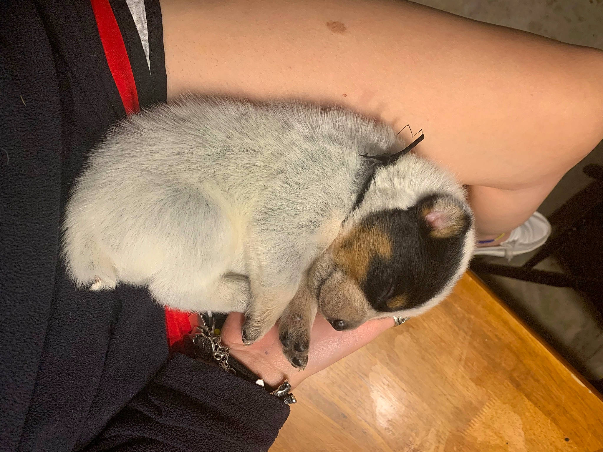 Flash joined the competition — help win amazing prizes! canidae, carnivore, comfort, companion_dog, dog_breed, domestic_short_haired_cat, fawn, felidae, flooring, foot, hardwood, human_leg, paw, small_to_medium_sized_cats, snout, sporting_group, tail, toe, whiskers, wood