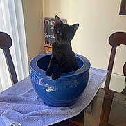 Luna is registered to the contest to win money with this photo: animal, black_cat, blue_pot, ceramic_pot, curious, cute, decor, domestic_animal, feline, furniture, home_interior, indoor, kitten, looking, pet, resting, small_cat, table, towel, wooden_chair