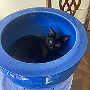Luna is registered to the contest to win money with this photo: black_cat, kitten, blue_pot, ceramic_pot, indoor, table, glass_table, wooden_chair, curious, pet, animal, feline, cozy, towel, resting, looking_up, domestic, small_cat, cute, house_pet