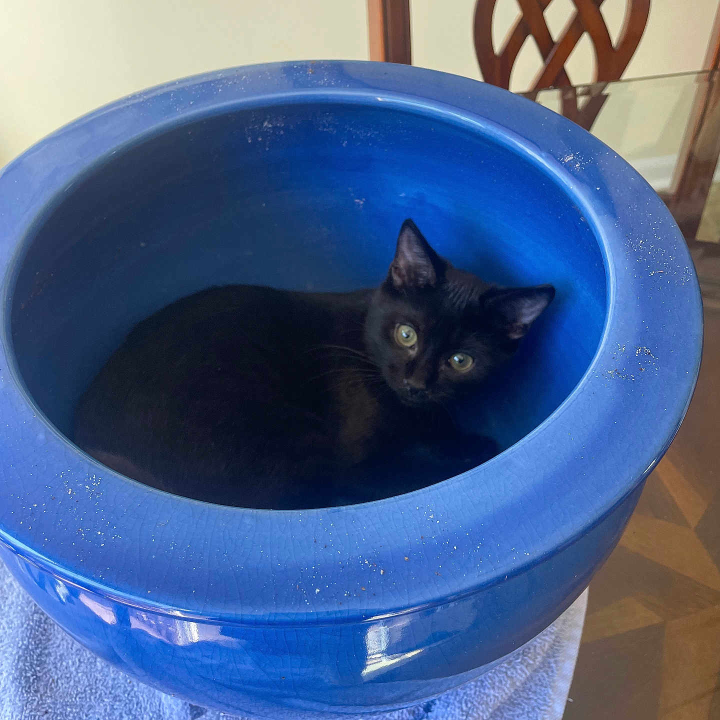 Luna is registered to the contest to win money with this photo: animal, black_cat, blue_pot, ceramic_pot, cozy, curious, cute, domestic, feline, glass_table, house_pet, indoor, kitten, looking_up, pet, resting, small_cat, table, towel, wooden_chair