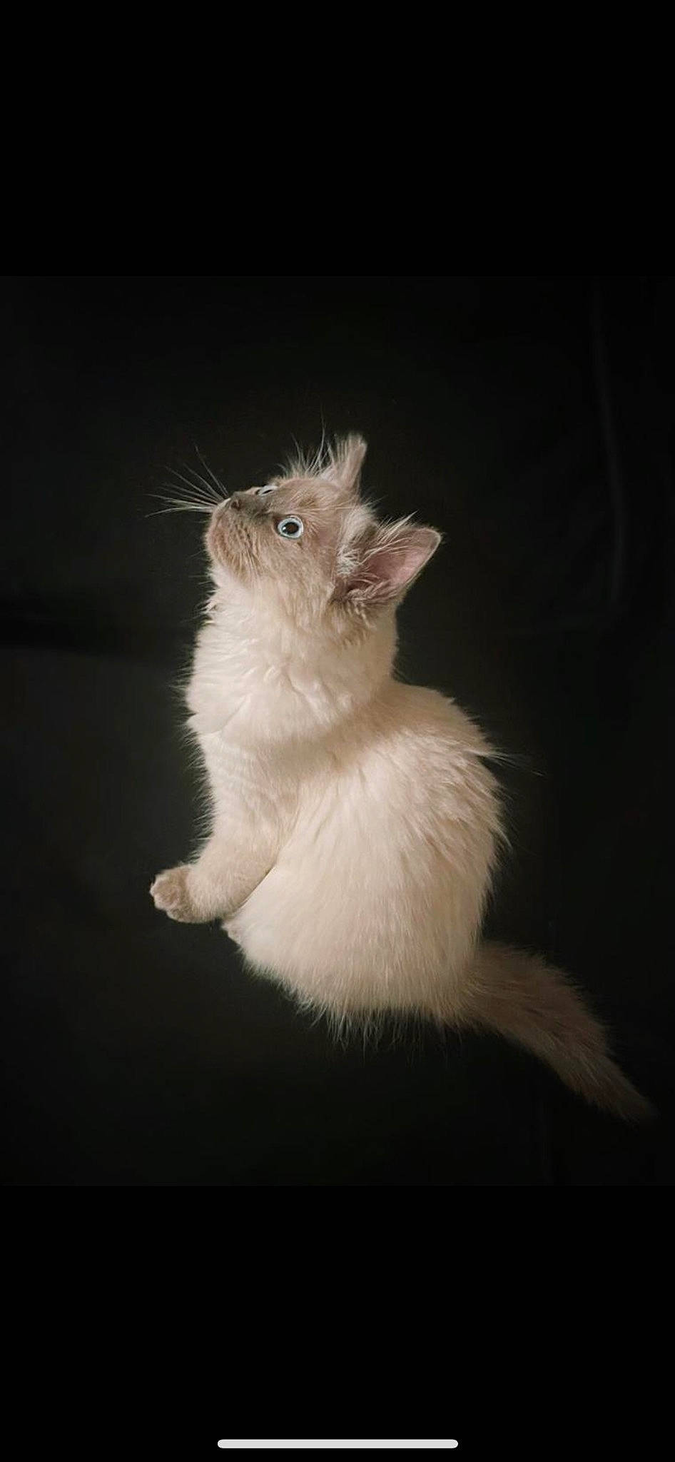 Astra is registered to the contest to win money with this photo: carnivore, claw, darkness, feather, felidae, fur, macro_photography, paw, small_to_medium_sized_cats, still_life_photography, tail, terrestrial_animal, whiskers, window