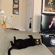 Tina is registered to the contest to win money with this photo: black_cat, cat, indoor, couch, furniture, living_room, plant, lamp, television, person_on_tv, door, framed_picture, carpet, relaxed, pet, animal, home, cozy, glowing_eyes, lying_down
