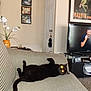 black_cat, cat, indoor, couch, furniture, living_room, plant, lamp, television, person_on_tv, door, framed_picture, carpet, relaxed, pet, animal, home, cozy, glowing_eyes, lying_down