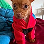 dog, chihuahua, puppy, pet, hoodie, red_hoodie, bed, blanket, paws, ears, big_eyes, brown_fur, small_dog, indoor, portrait, cute, cozy, looking_at_camera, clothing, fur