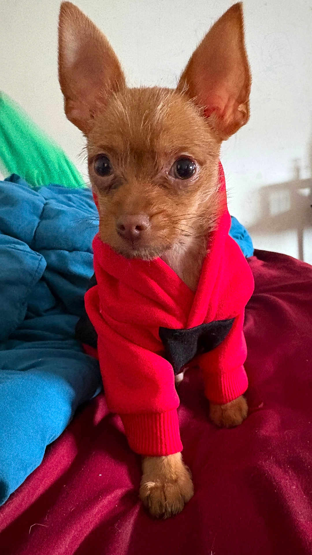 Pip joined the competition — help win amazing prizes! dog, chihuahua, puppy, pet, hoodie, red_hoodie, bed, blanket, paws, ears, big_eyes, brown_fur, small_dog, indoor, portrait, cute, cozy, looking_at_camera, clothing, fur