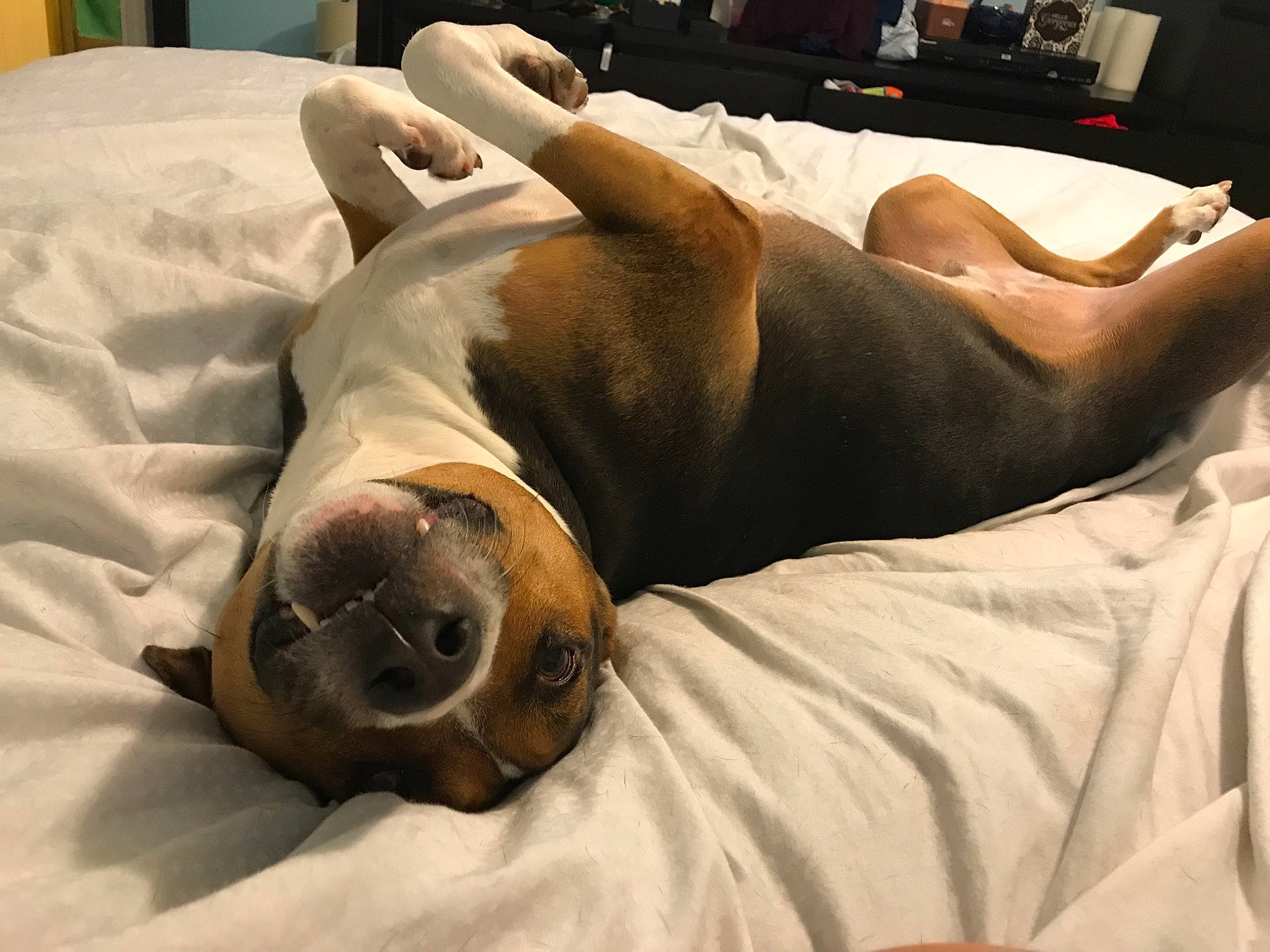 Rocky joined the competition — help win amazing prizes! bed, bedding, canidae, carnivore, comfort, companion_dog, dog, dog_breed, fawn, linens, liver, nap, sleep, snout, terrestrial_animal, whiskers, working_dog