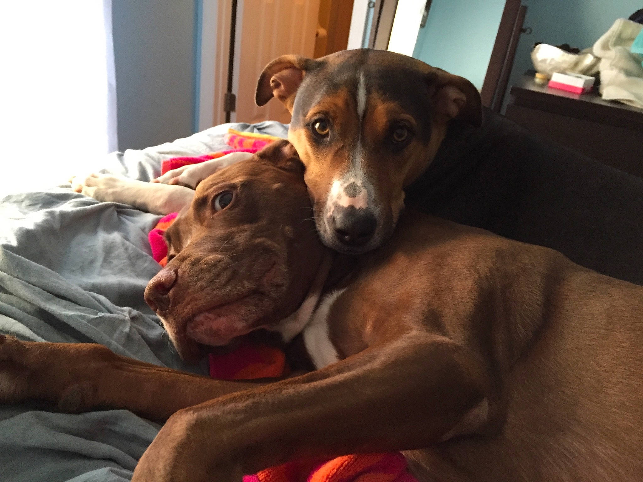 Rocky is registered to the contest to win money with this photo: bed, bedding, canidae, carnivore, comfort, companion_dog, dog, dog_breed, fawn, linens, liver, pet_supply, snout, sporting_group, stuffed_toy, whiskers, working_animal, working_dog, wrinkle