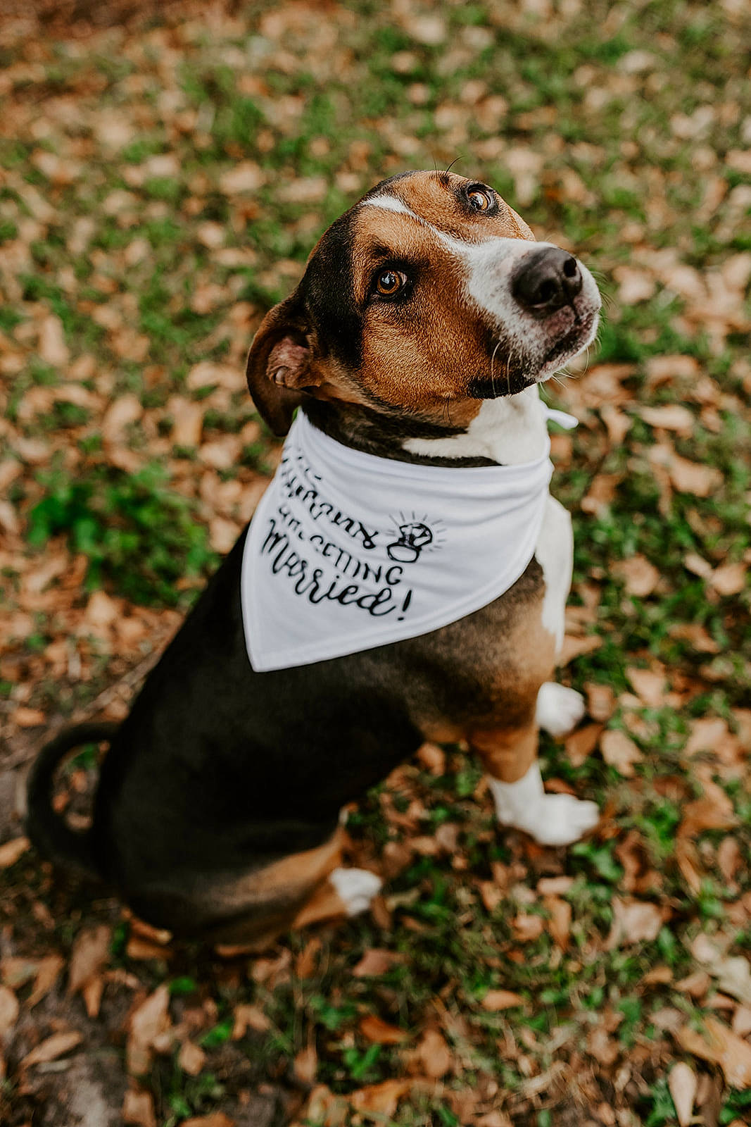 Rocky is registered to the contest to win money with this photo: canidae, carnivore, collar, companion_dog, dog, dog_breed, dog_clothes, dog_collar, dog_supply, fawn, fur, hound, mammal, pet_supply, puppy, scent_hound, snout, sporting_group, working_animal