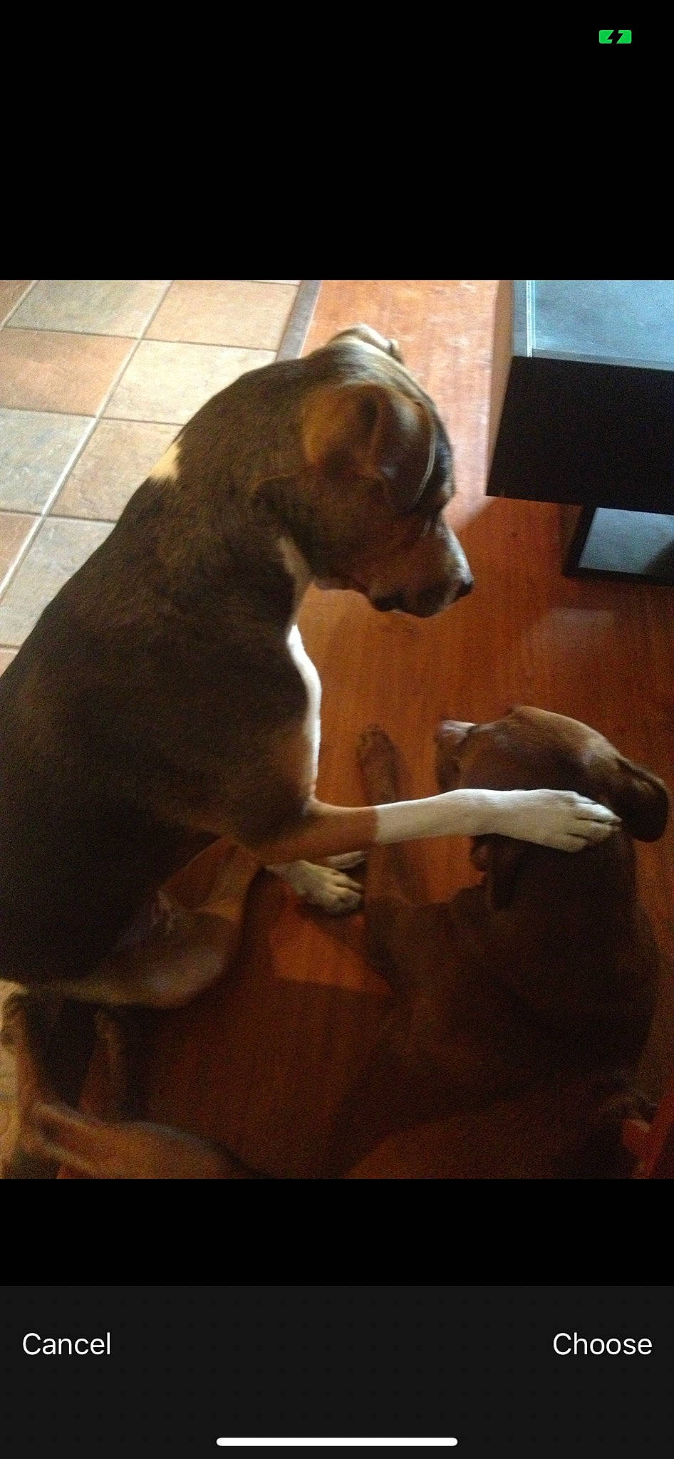 Rocky joined the competition — help win amazing prizes! brown, canidae, carnivore, companion_dog, display_device, dog, dog_breed, flat_panel_display, floor, flooring, liver, output_device, paw, snout, sporting_group, tail, television, television_set, terrestrial_animal, working_animal